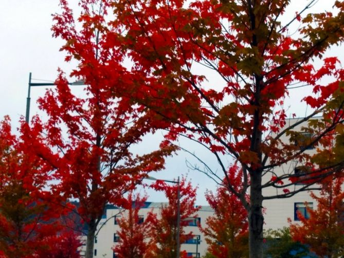 Aire de otoño japonés: foto en Donostia-San Sebastián