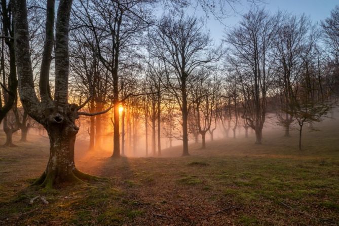 Atardecer entre hayedos: foto en Oiartzun