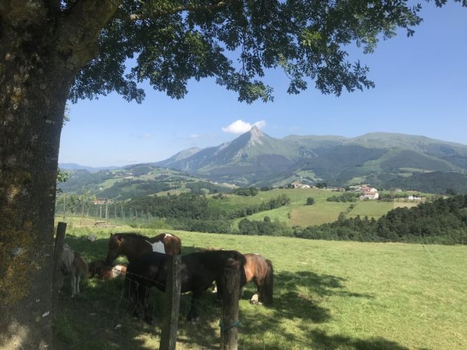 Bellos caballos : foto en Beasain