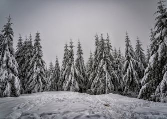 El bosque nevado