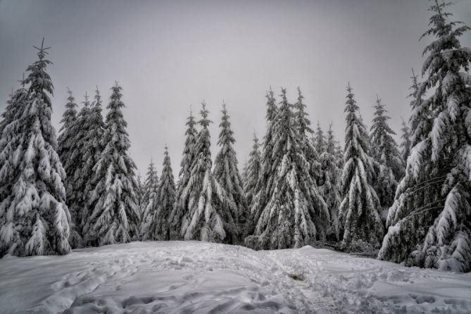 El bosque nevado: foto en Zumarraga