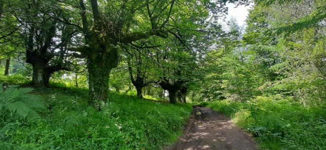 Bosques de Elgeta.: foto en Elgeta