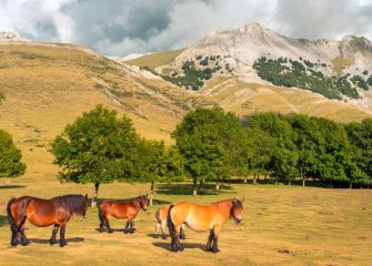 Caballos libres en plena naturaleza