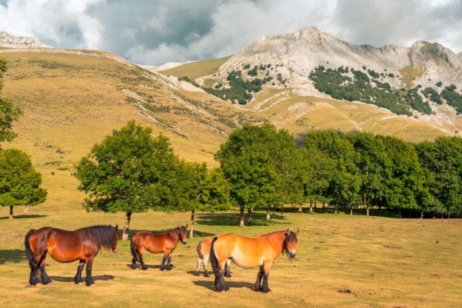 Caballos libres en plena naturaleza: foto en Oñati