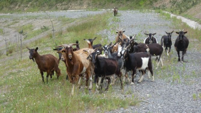 Cuadrilla: foto en Antzuola