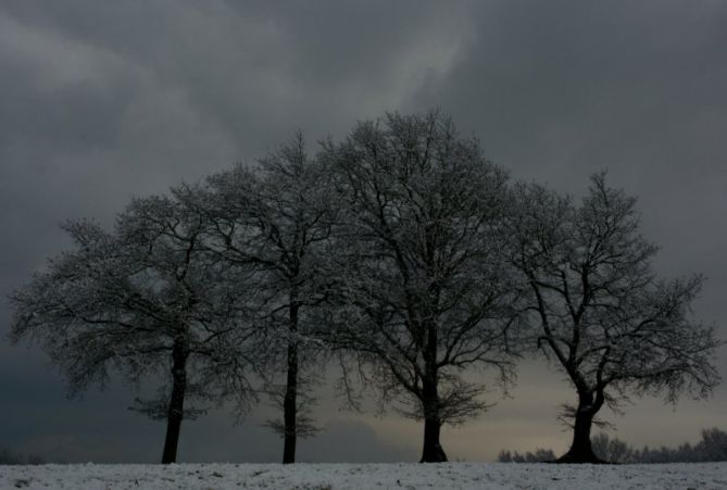 Cuarteto  de robles nevados: foto en Beasain