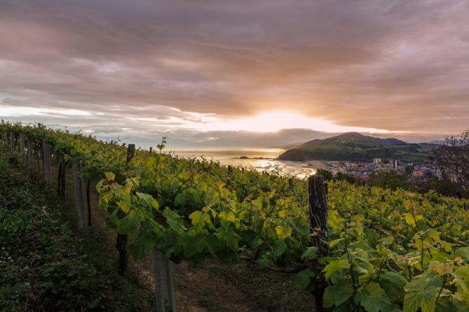 Entre viñedos: foto en Zarautz