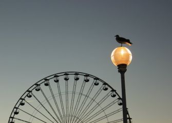 Gaviota prepándemica.
