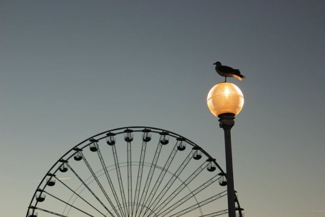 Gaviota prepándemica.: foto en Donostia-San Sebastián