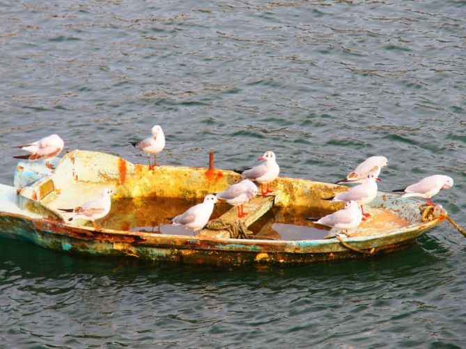 Gaviotas : foto en Orio