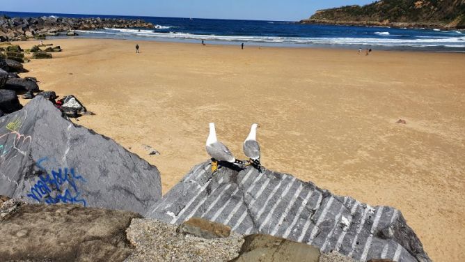 GAVIOTAS : foto en Donostia-San Sebastián