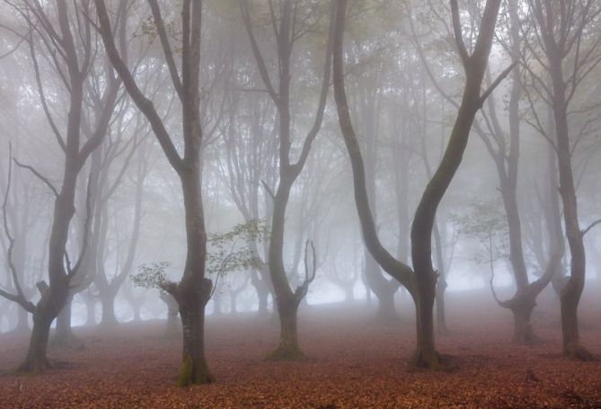 Hayas entre nieblas: foto en Oiartzun