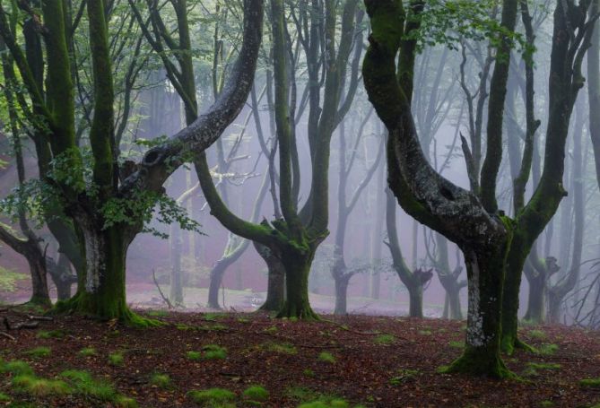 Hayas trasmochas: foto en Oiartzun