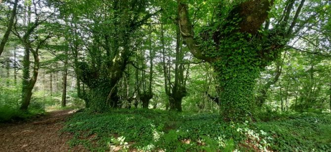 Hiedra en los bosques de Elgeta.: foto en Elgeta