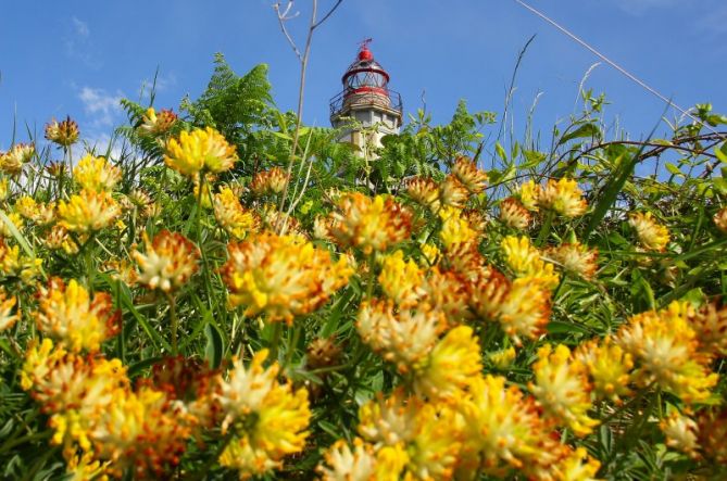 Higuer primaveral: foto en Hondarribia