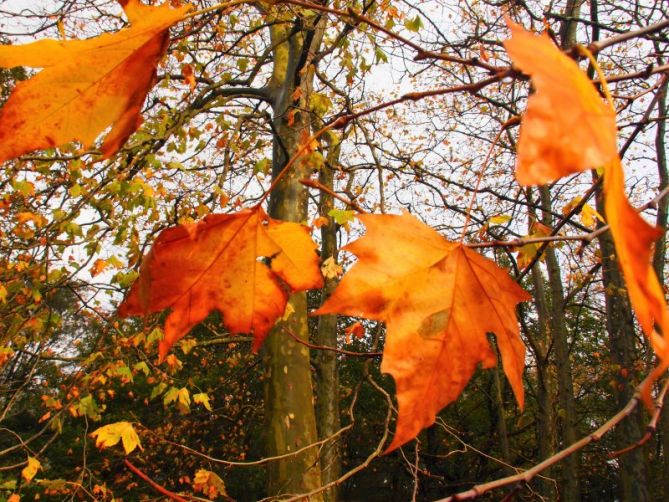 Hojas de otoño: foto en Usurbil