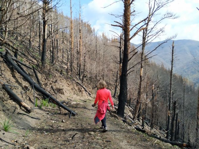 Lizarretatik berpiztu: foto en Irun