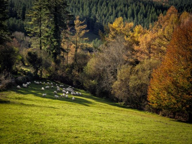 Los colores del Otoño: foto en Zumarraga