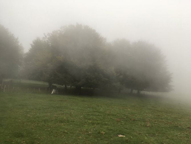 Niebla entre los árboles: foto en Zarautz