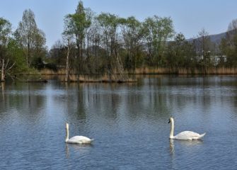 PADURAKO URETAN-EN AGUAS DE LA MARISMA
