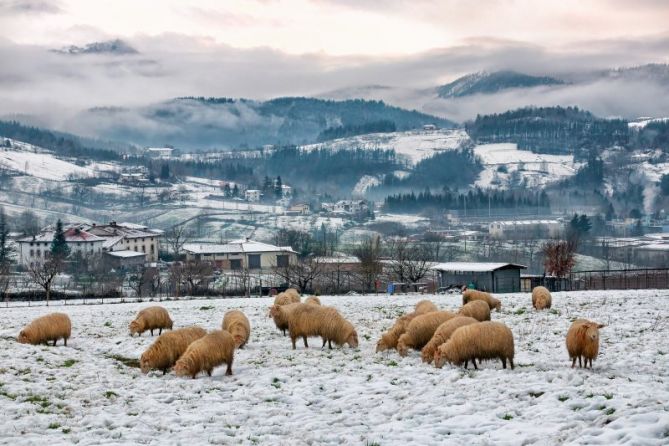 Pasto invernal: foto en Oñati