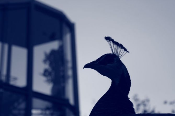 Pava real.: foto en Donostia-San Sebastián