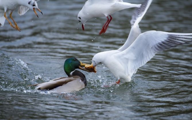 pelea por la comida: foto en Hondarribia