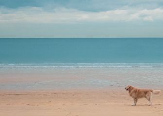 Perro en La Concha (estilo Fibonacci)