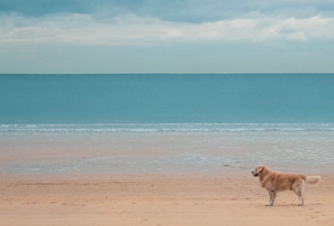 Perro en La Concha (estilo Fibonacci): foto en Donostia-San Sebastián