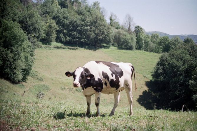 Pillada: foto en Hernani