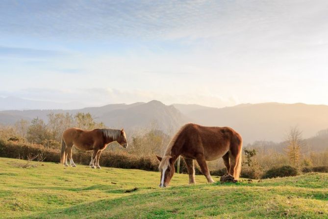 Prados de Erlaitz: foto en Irun