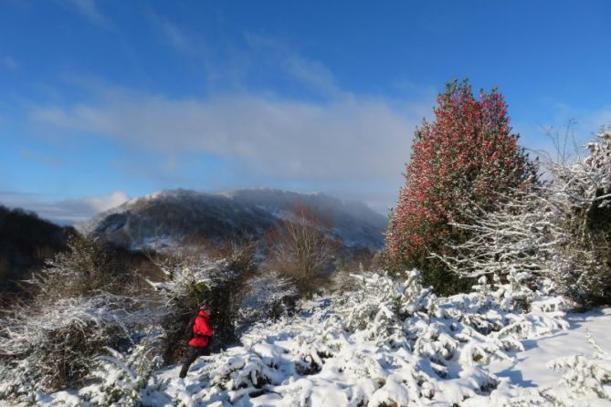 Sarastarri invernal: foto en Ataun