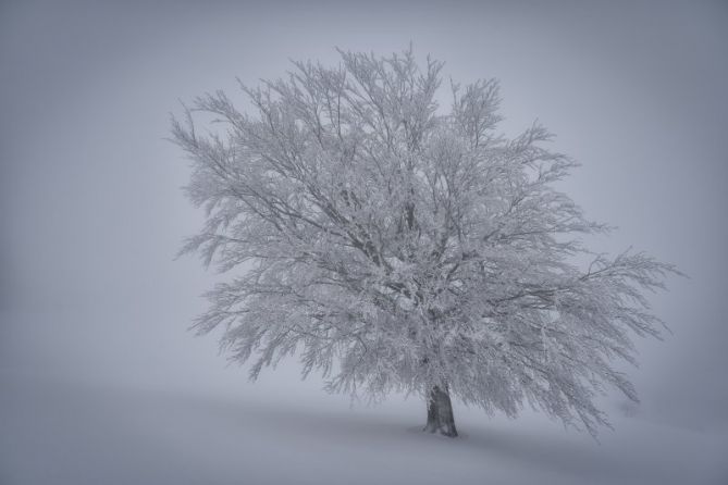 El solitario: foto en Zumarraga