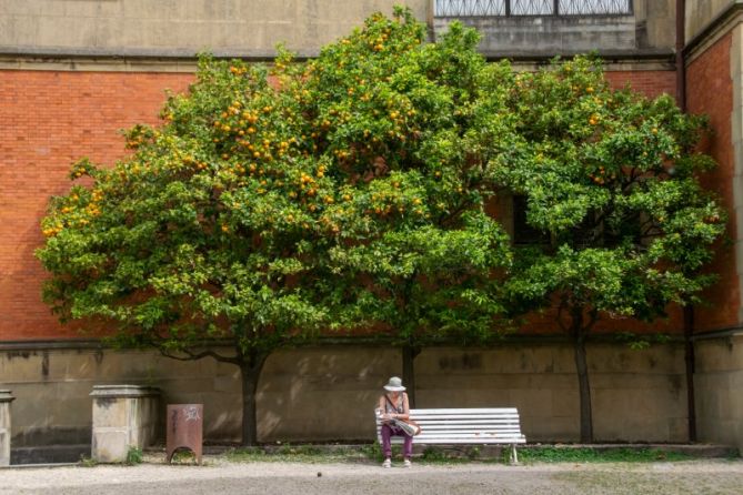 A la sombra de un naranjo: foto en Donostia-San Sebastián