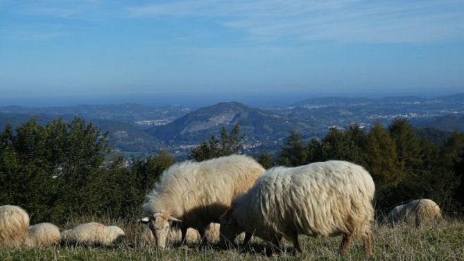 Tolosaldea: foto en Tolosa