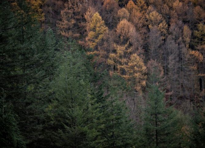 Transición al Otoño: foto en Zumarraga