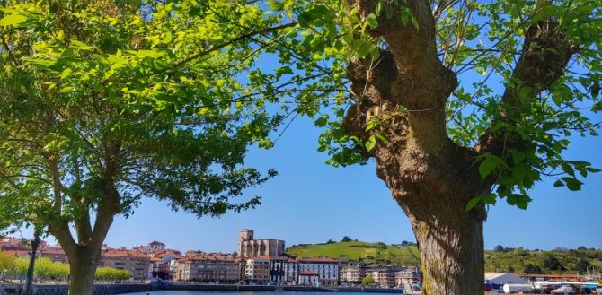 Zuhaitz artean: foto en Zumaia