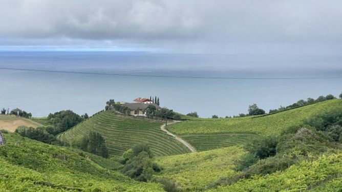 Llueve entre los viñedos: foto en Getaria