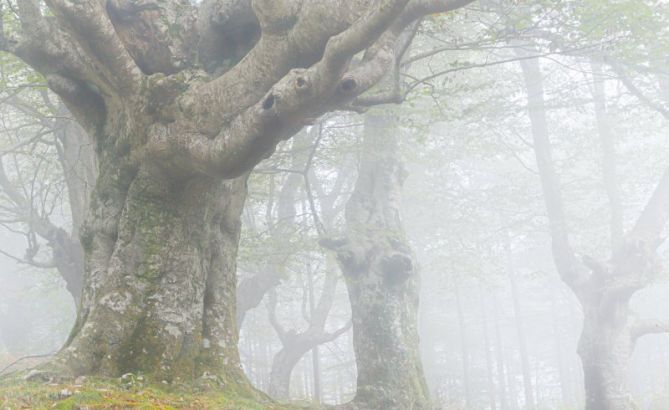  aias entre la niebla: foto en Irun