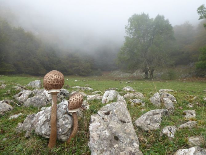 basoko altxorra: foto en Zegama