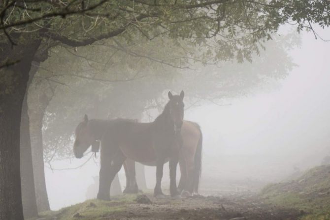 Behelainoa: foto en Oñati