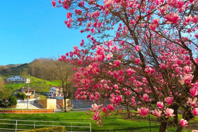 Colores de primavera: foto en Beasain