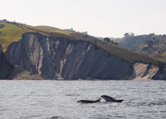 Delfín saludando en Sakoneta