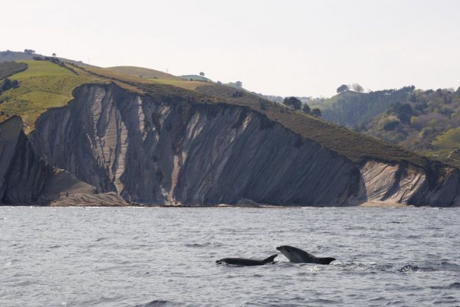 Delfín saludando en Sakoneta: foto en Deba