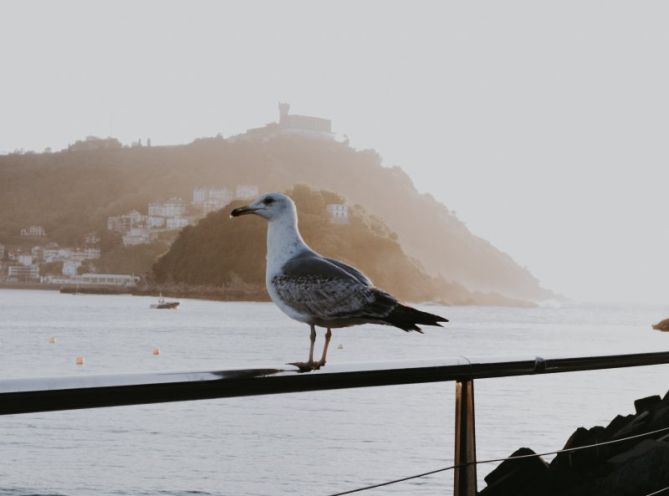 La gaviota bohemia : foto en Donostia-San Sebastián