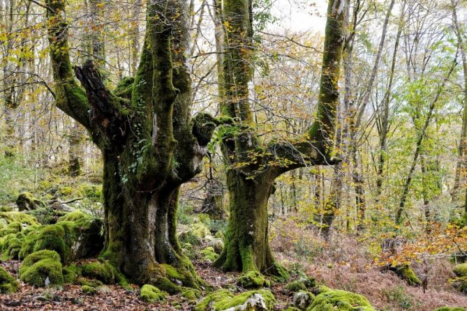 Gigantes del bosque : foto en Oiartzun