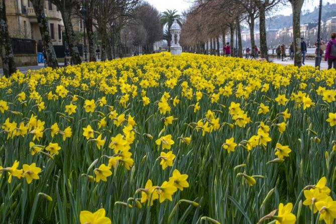 Los narcisos: foto en Donostia-San Sebastián