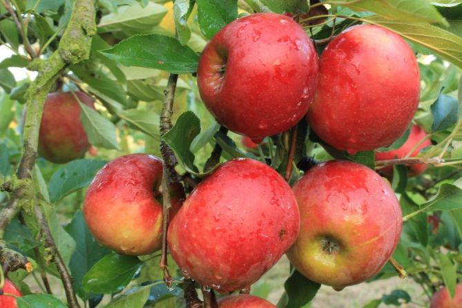 Manzanas mojadas: foto en Donostia-San Sebastián