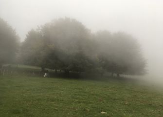 Niebla entre los árboles 