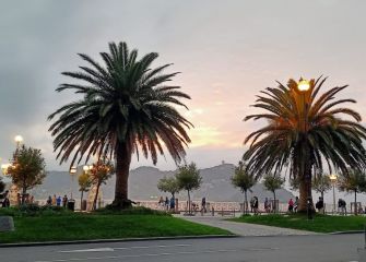 Palmeras en la Concha 